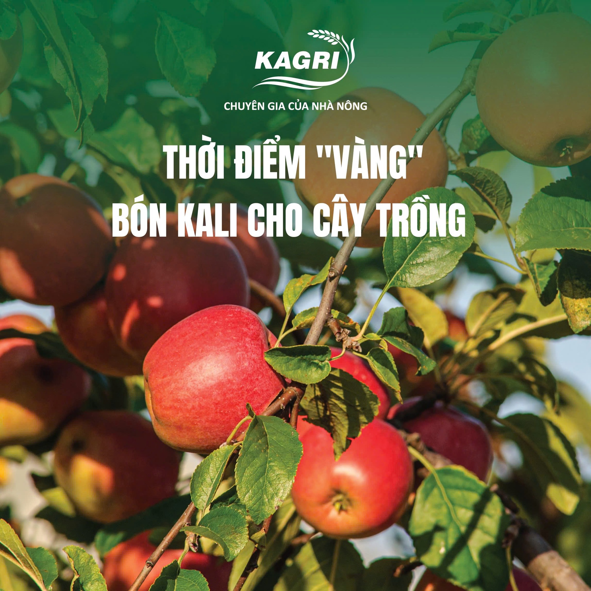 Thời điểm “vàng” bón Kali và giải pháp sinh học KA GREEN cho cây trồng khỏe mạnh