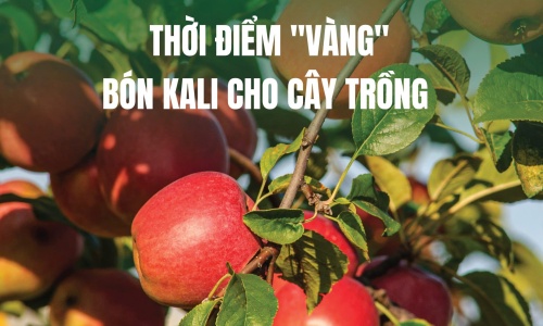 Thời điểm “vàng” bón Kali và giải pháp sinh học KA GREEN cho cây trồng khỏe mạnh